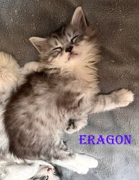 Eragon