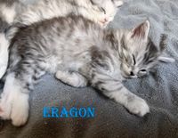 Eragon2